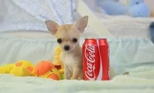 Chihuahua 450.00