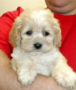 Baby boy maltipoo 9 week old adorable - Please Contact