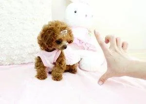 Poodle Puppies for Sale