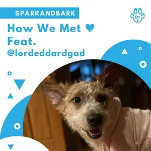 Best Dog Walking service in Chicago  Sparkysteps