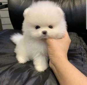 Awesome T-Cup Pomeranain Puppies Available
