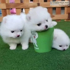 Awesome T-Cup Pomeranain Puppies Available