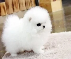 Affectionate Teacup Pomeranian Available