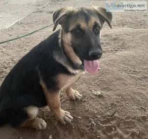 German shepherd puppies