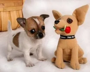 Absolutely adorable small loving and smart Chihuahua pups