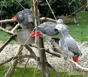African Grey parrots (Pair)