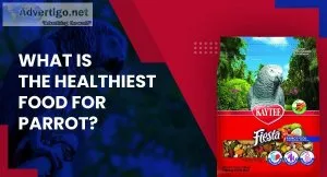 What Is The Healthiest Food For Conures