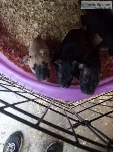 Staffordshire terrier puppies