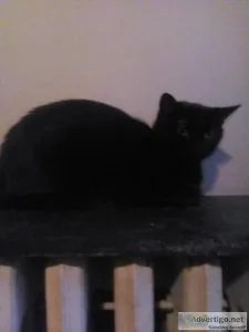 LOOKING FOR GOOD HOMES FOR CATSKITTENS
