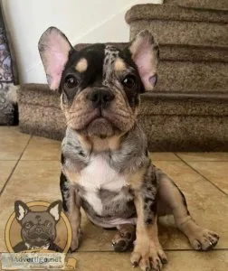 French Bulldog Puppies