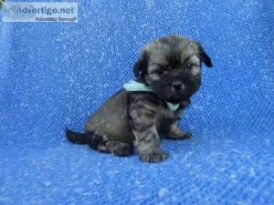 Shih-Poo Puppy