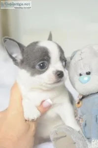 STUNNING CHIHUAHUA PUPS
