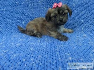 Adorable Schnau-Tzu Puppies