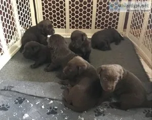 Litter of Labrador Retrievers for Sale