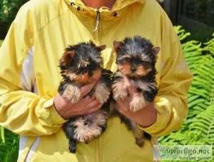 HOME RAISED YORKSHIRE TERRIER PUPPIES FOR REHOMING