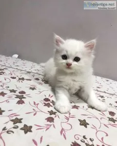 Persian kitten for sale in kochi