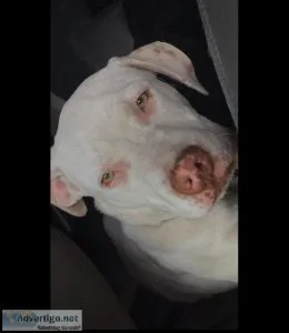White Pitbull puppy