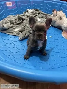 Frenchie bulldog pup