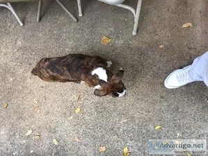 American pitbull