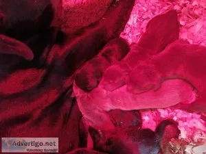 AKC Reg Doberman Pinscher puppies