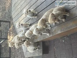 AKC YELLOW LABS