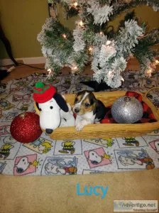 Purebred Beagle s