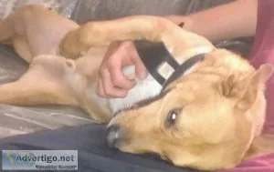 Rhodian ridgeback