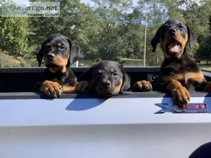 Rottweiler Puppies