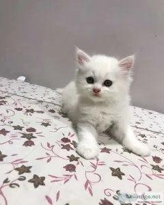 Persian kitten for sale in mumbai