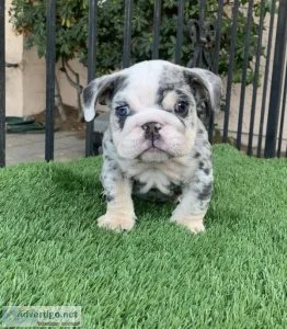 French Bulldog