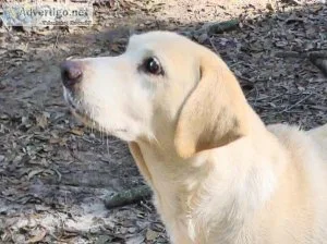 Beautiful Labrador Retriever female
