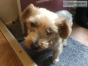 Looking For a Good Home