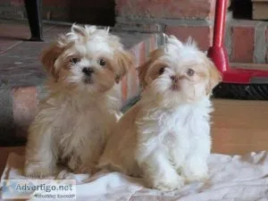 Beautifulshih tzu girl is looking for good home.