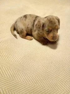 9.9 Super Adorable Mini Daschund Puppies