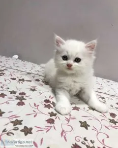 Persian kitten for sale in chennai