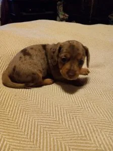 Mino-Absolutely Healthy Daschund Puppy
