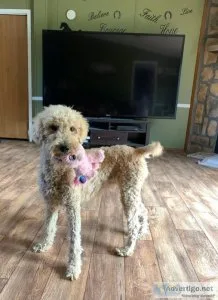 Goldendoodle Miss Daisy