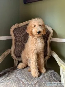 Goldendoodles puppies