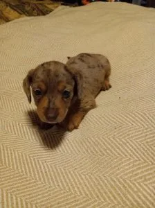  1male 1female well trained mini Daschund Puppies
