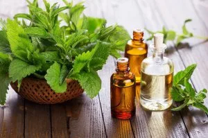 Benefits and applications of spearmint oil