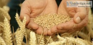 Canadian Grain Exports not Facing Crisis as Rumored