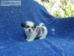 Shih Tzu Puppy
