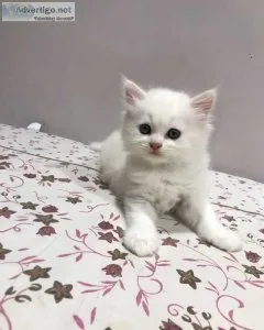 Persian kitten for sale in bangalore