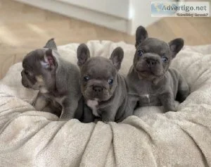 QUALITY FRENCH BULLDOG PUPPIES FOR SALE