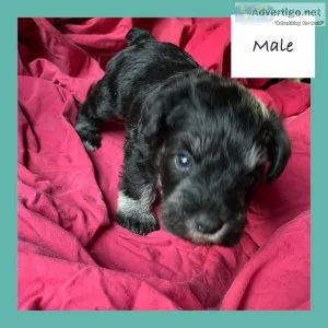 Mini schnauzer pups