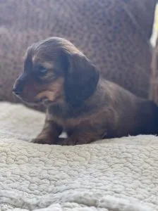 Home Raised Daschund Puppies for Rehoming