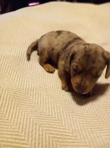 Awesome Mini Dashund Puppies Available
