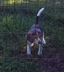 FREE---too a good home only