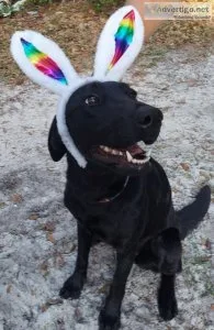 AKC BLACK FEMALE LAB