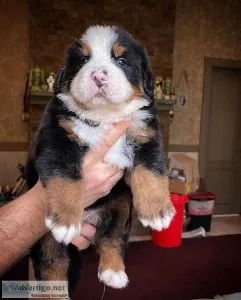 Great Bernese mountain dog pups
